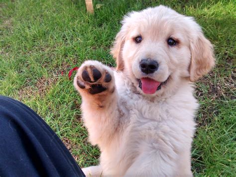 Foto de golden retriever llamado Canela | Goldenretriever.biz - Web del Golden Retriever