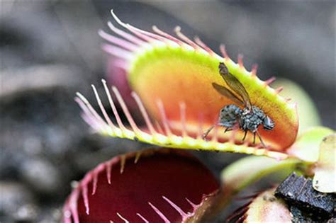 It's a trap: Carnivorous plants growing in popularity | syracuse.com