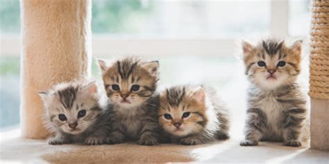 Todo lo que tienes que saber de los gatitos bebés | Purina