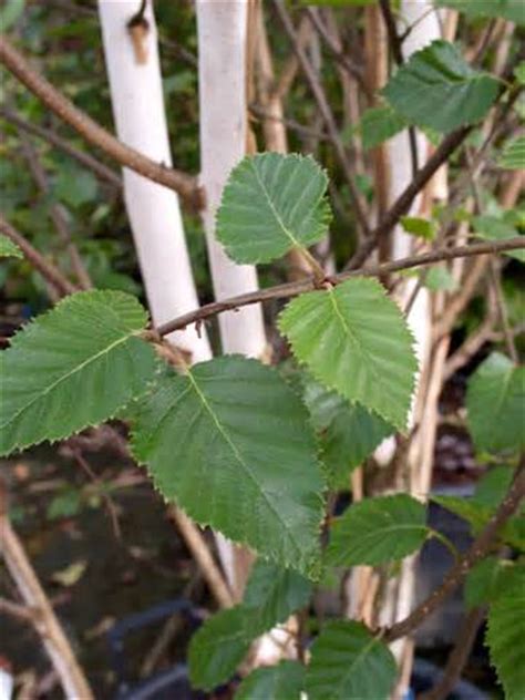 Himalayan Birch trees Betula Utilis Jacquemontii - Tree Nursery UK