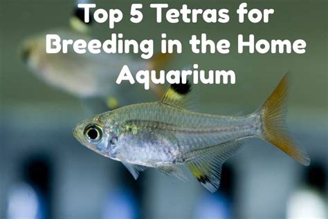 Top 5 Tetras for Breeding in the Home Aquarium - Tetra Fish Care