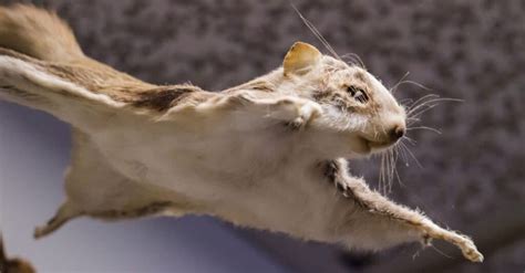 10 Incredible Flying Squirrel Facts - AZ Animals