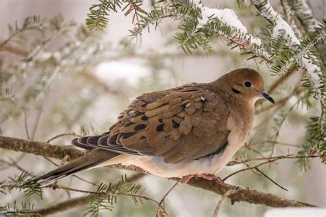 Some Information and a Few Interesting Facts About the Mourning Dove