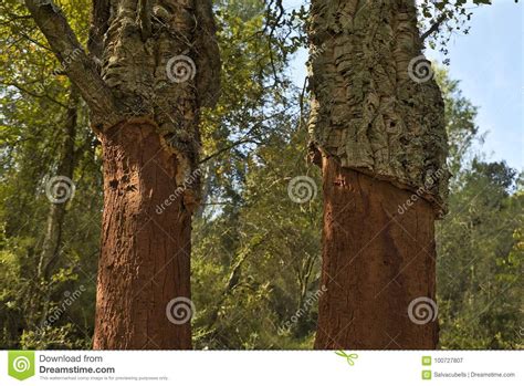 Cutting To Extract the Cork in the Forest Stock Image - Image of trunk, brown: 100727807