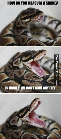 7 Snake Memes ideas | snake, memes, bones funny