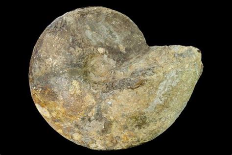 7.2" Cretaceous Fossil Ammonite (Placenticeras) - Texas (#157233) For Sale - FossilEra.com