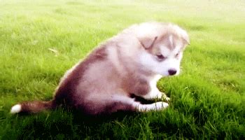 Alaskan Malamute Puppy GIF - Find & Share on GIPHY