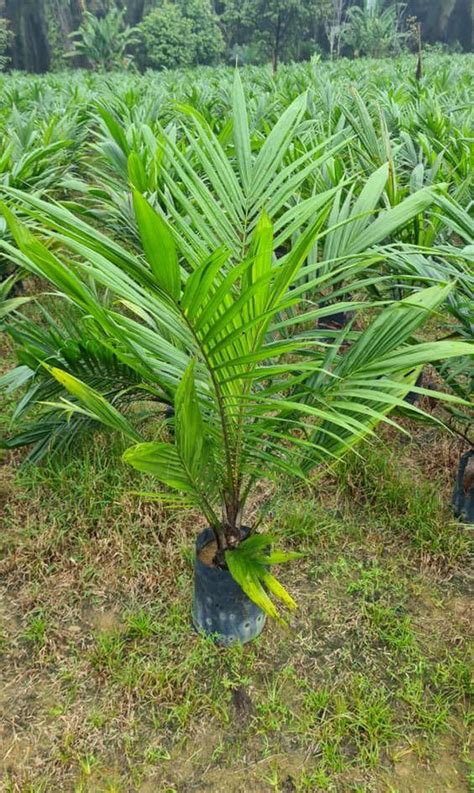 Jamin Tulen Benih Kelapa Sawit DxP Guthrie Felda Yangambi Oil Palm ...