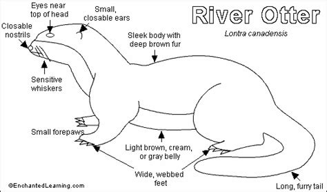 River Otter Life Cycle