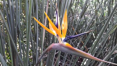 Strelitzia juncea Ingrid, Victoria, Nursery, Bird, Landscape, Plants ...