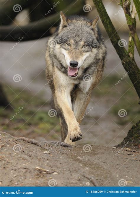 Running Wolf ( Canis Lupus ) Royalty Free Stock Images - Image: 18286909