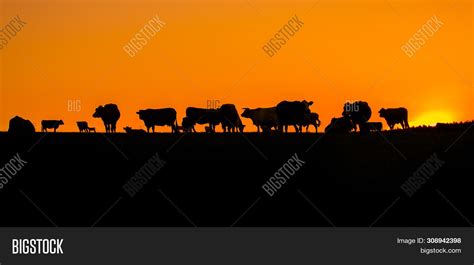 Morning Pasture, Image & Photo (Free Trial) | Bigstock