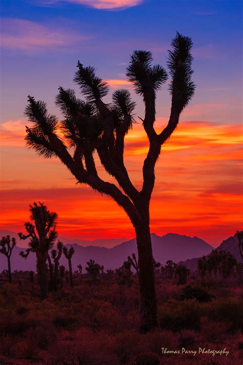 Joshua Tree Sunset 2 | Desert sunset photography, Desert sunset, Arizona sunset