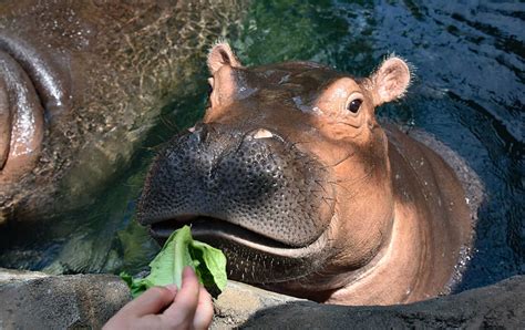 Who Feeds Fiona? Cincinnati Zookeepers Make Sure There Are No Hungry Hippos : NPR