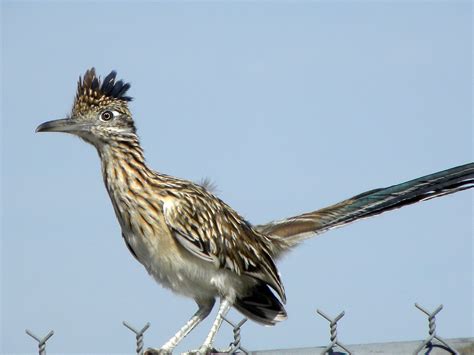 nm state bird and flower | New Mexico state bird | Morning Bray Farm ...