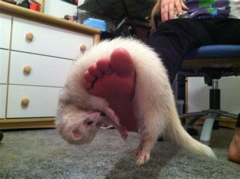 “thelegendofdana: Ferrets are weird. ” | Ferret, Cute ferrets, Cute animals