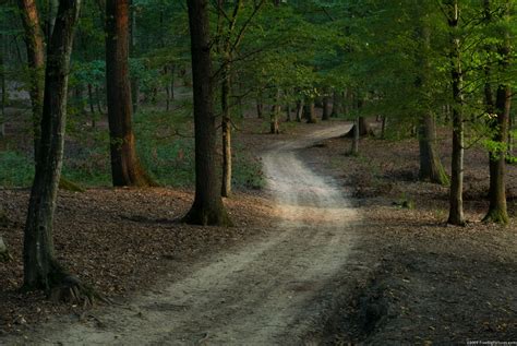 Free photo: The Forest Trails - Forest, Landscape, Trails - Free ...