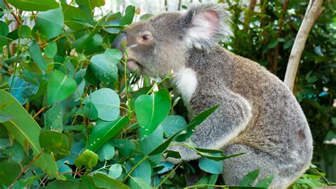 Cute Koala Bear Eating Green Fresh Eucalyptus Leaves, Australia Stock ...