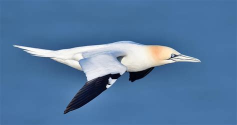 Northern Gannet Identification, All About Birds, Cornell Lab of Ornithology