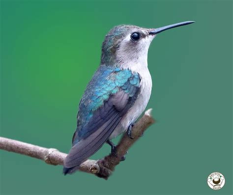 Bee Hummingbird - the smallest bird species in the world. #hummingbird #nature #wildlife #garden ...