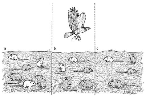 How to Define Biological Evolution - dummies