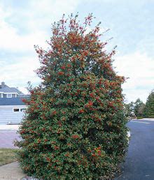 American Holly Tree | Ilex Opaca | Broadleaf Evergreen