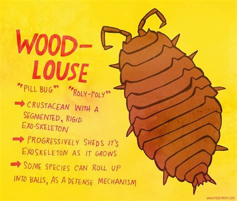 351: Woodlouse | Woodlouse, Woodlice, Animal facts