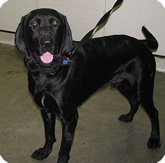 Jackson, TN - Labrador Retriever/Bloodhound Mix. Meet Black a Dog for Adoption. Jackson ...