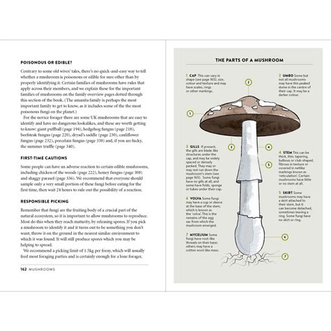 Mushroom Foraging Guide - Foraging