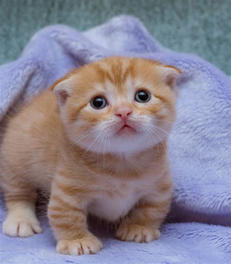 Munchkin Cats For Sale | New York, NY #296485 | Petzlover