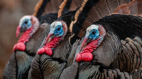 How Wild Turkeys Find Love - The New York Times