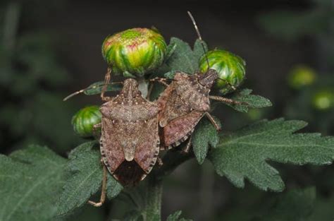 Are Stink Bugs Poisonous or Harmful To Humans and Pets? – Forbes Home