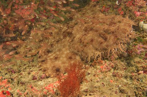 Tasselled Wobbegong Shark - American Oceans