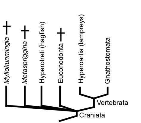 GEOL431 - Vertebrate Paleobiology