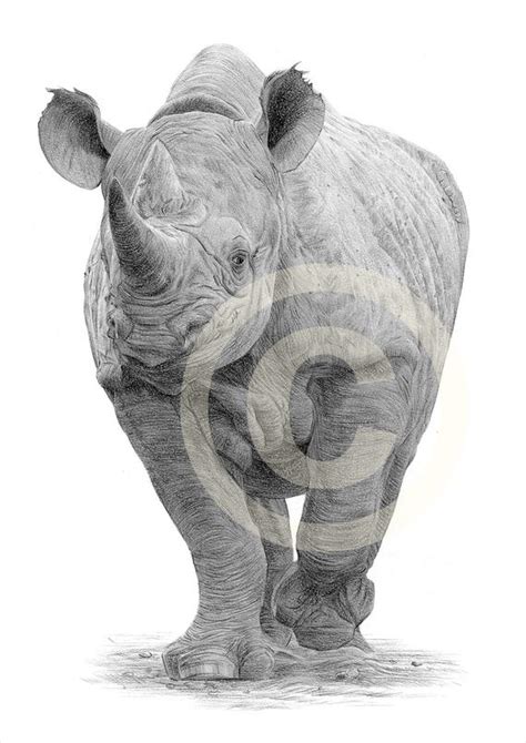 Rhino Pencil Sketch at PaintingValley.com | Explore collection of Rhino ...