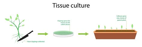 Applications of Plant Tissue Culture - Solution Parmacy