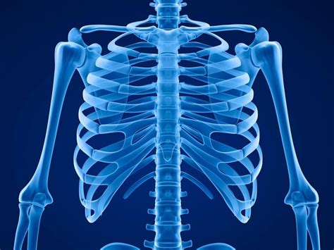 skeleton showing ribcage | Human ribs, Human rib cage, Syndrome