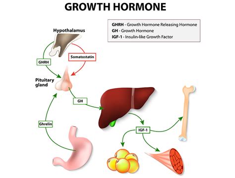 Human Growth Hormone (HGH) | Hormone Replacement Therapy | Erectile ...