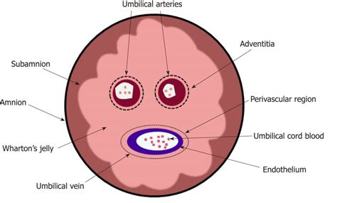 Potensi Umbilical Cord-Mesenchymal Stem Cell (UC-MSC) dan Perbedaannya dengan Umbilical Cord ...