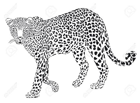 Leopard Line Drawing at PaintingValley.com | Explore collection of Leopard Line Drawing