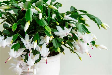 15 Captivating Facts About White Christmas Cactus - Facts.net