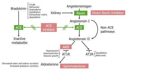 Renin-Angiotensin-Aldosterone System Inhibitors | Concise Medical Knowledge