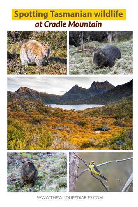 Where to see Tasmania's wildlife at Cradle Mountain - The Wildlife Diaries | Wildlife travel ...