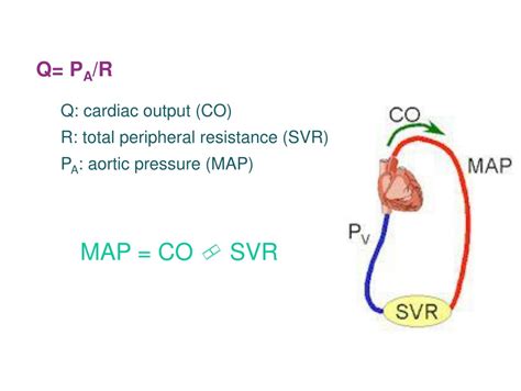 PPT - Vascular Physiology PowerPoint Presentation, free download - ID:9404368