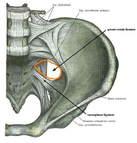 Greater Sciatic Foramen