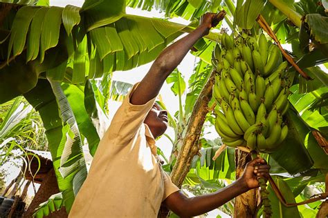 Banana Farming in Zimbabwe Eases Poverty in Rural Communities - The Borgen Project