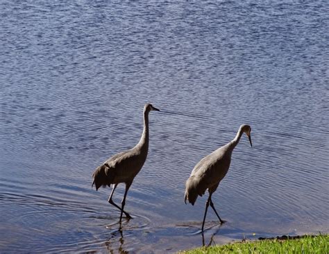 PlanningNews.blogspotcom: Birds in the Backyard in Sarasota, Florida