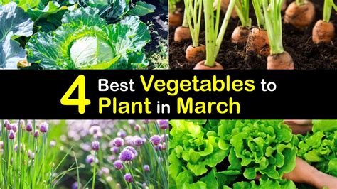 Vegetable Planting in March - March-Growing Vegetables