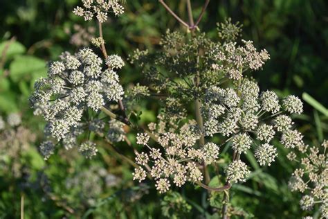 How to spot poison hemlock, a dangerous plant that looks like a wildflower