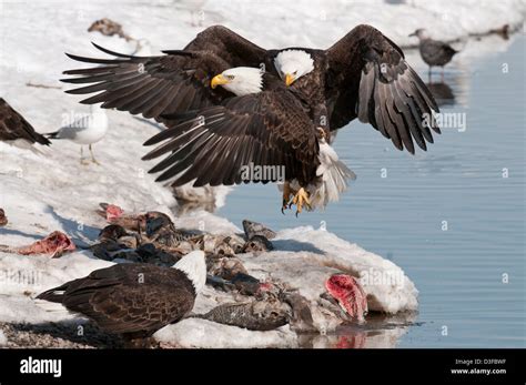 Stock photo of bald eagles fighting for fish Stock Photo - Alamy